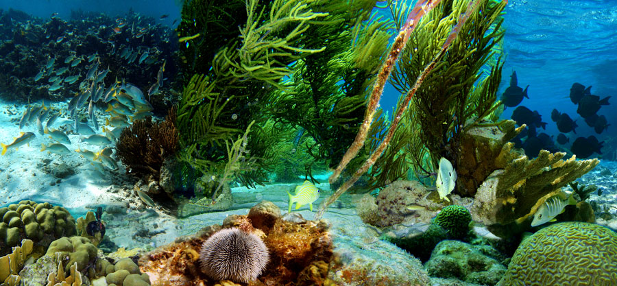 Bonaire-Underwater_life