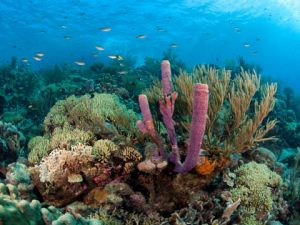 Bonaire’s-Pristine and-Glowing-Coral-Reefs-3