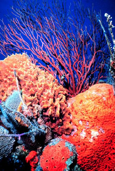 New_Caledonia_Barrier_Reef2