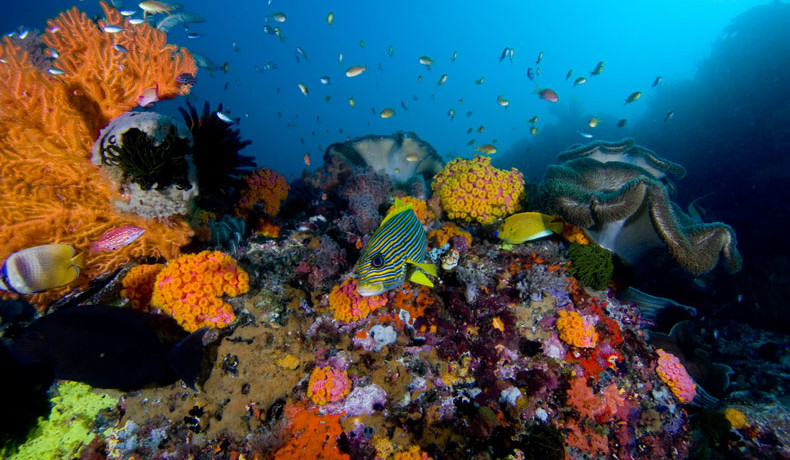 1. The Eldorado of Coral Reefs: Raja Ampat, Indonesia