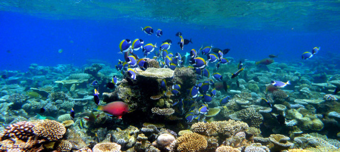 20. With Fishes Never Before Seen by Scientists: The Reefs of the Maldives