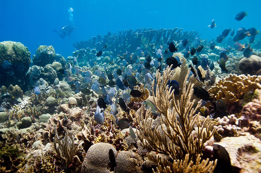 The-MesoAmerican-Barrier-Reef2