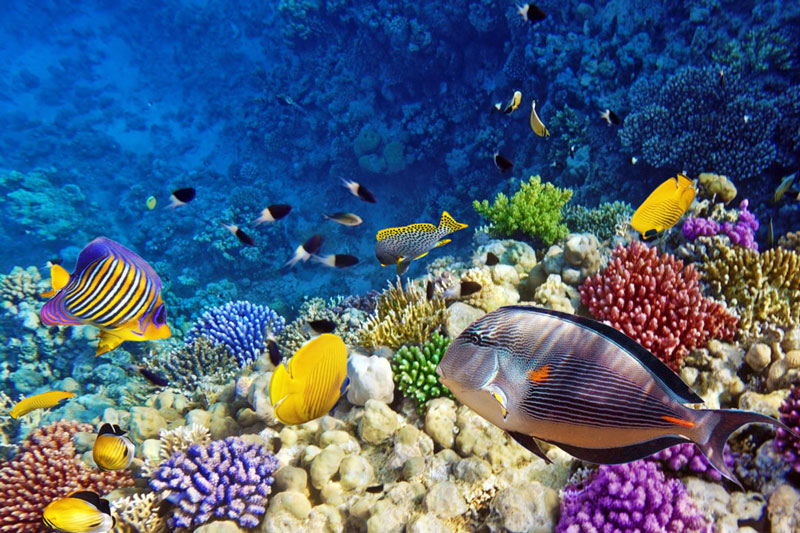 The-Red-Sea-Reef-of-Egypt1