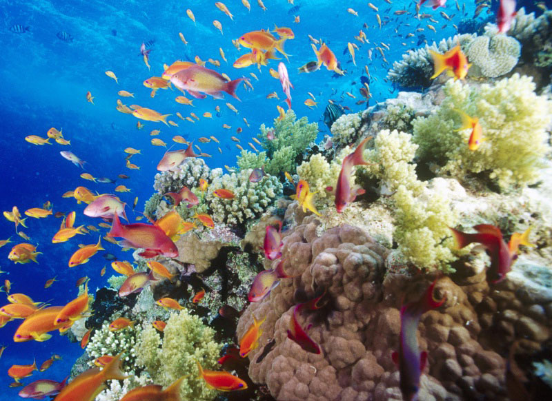 The-Red-Sea-Reef-of-Egypt2
