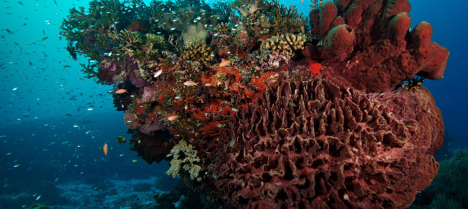 19. Tubbataha Coral Reef, Sulu Sea, Philippines