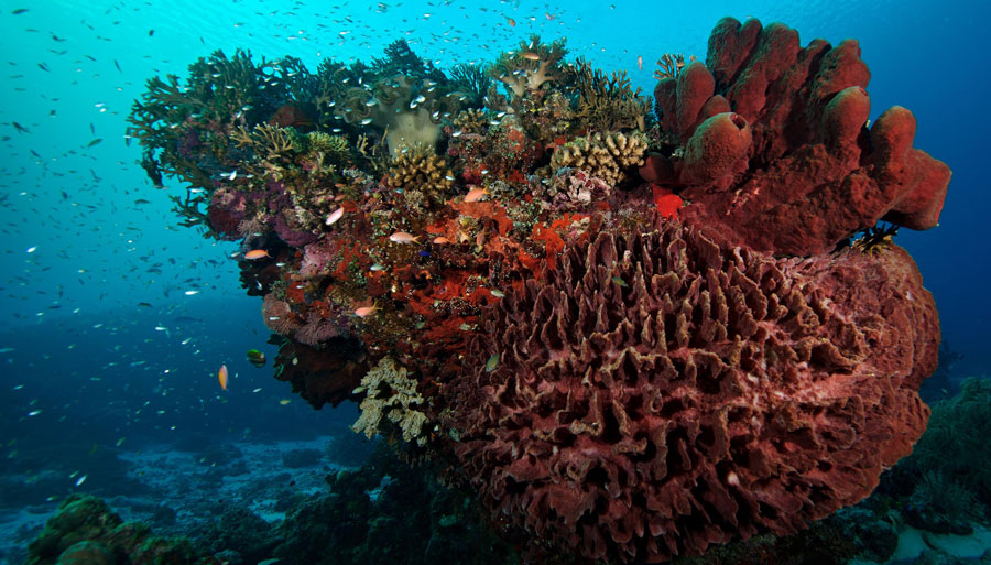 Tubataha-Reef