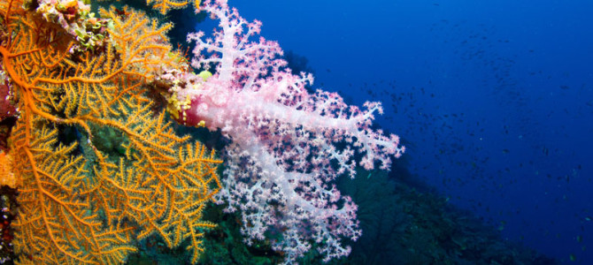3. Still Intact and Full of Unique Fish:  The Coral Reefs of Vatu-i-Ra, Fiji