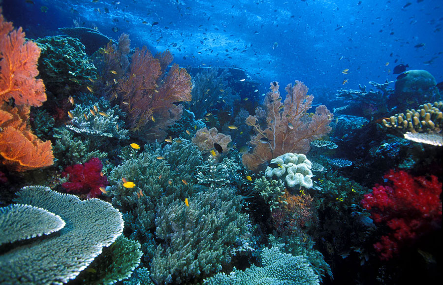Wakatobi-Coral-Reef3