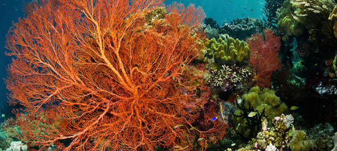 7. “An Underwater Nirvana”:  Wakatobi’s Coral Reef