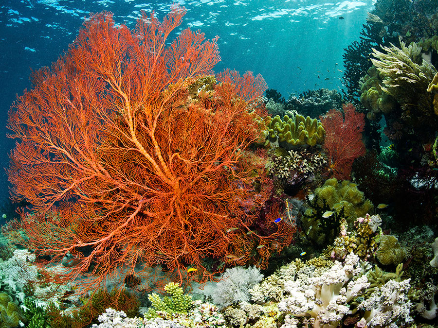 Wakatobi-Coral-Reef4