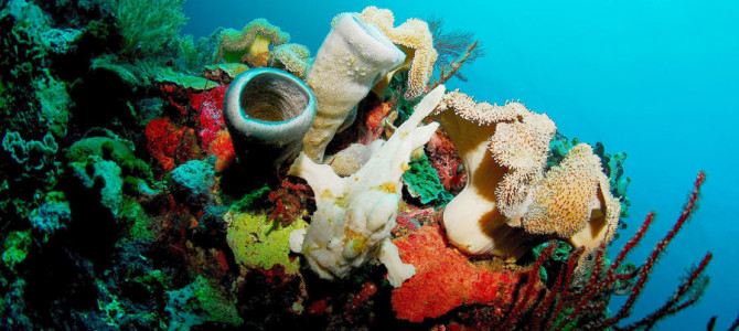 13. Apo Reef, The Philippines:  Still Untouched