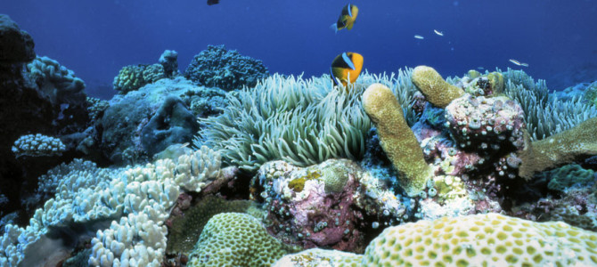 14. Palau Reef: The Exception to the Rule