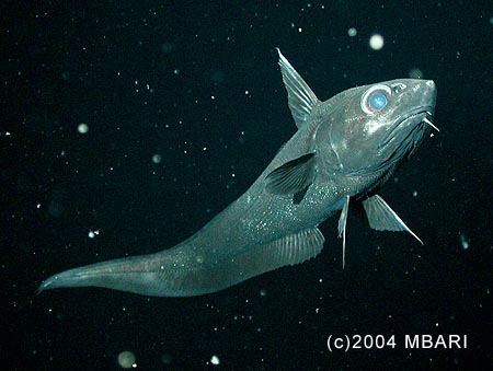 Rattail fish: Coryphaenoides acrolepis in Monterey Canyon