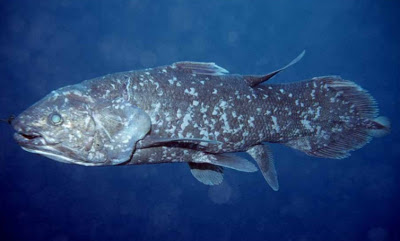 Sulawesi Coelacanth